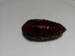 -杨记齐齐哈尔烤肉(总店)