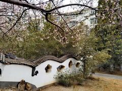 -桃花堤公园