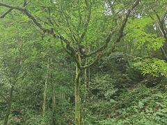 -西岭雪山大飞水景区