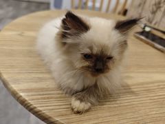 -楼上猫咖(罗湖店)