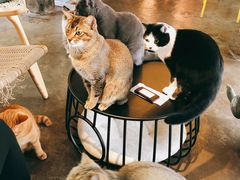 -喵屿·大理花园猫咖