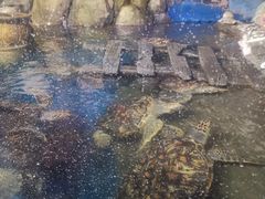 -太奥幻太奇海洋馆