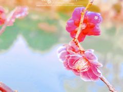 -无锡梅园公园
