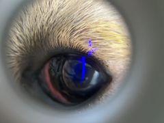 -嘉馨宠物医院·CT影像转诊·心脏科·犬猫全科诊疗中心(下沙大学城院区)