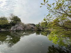 -西湖游船