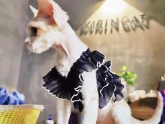 -麒麟缅因猫舍·十五年缅因猫选购中心