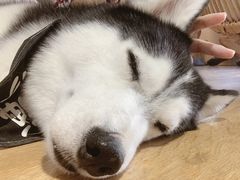 海参-Husky Go! 哈士奇体验馆·宠物咖啡厅狗咖