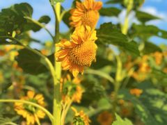-花开海上生态园