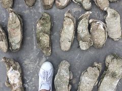 摆设超级大hao-蚝专家(北滘店)