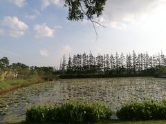 -上海长兴岛郊野公园