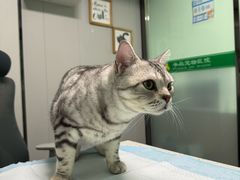 -半岛宠物医院24小时(科华中路店)