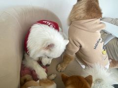 -怪兽屋·羊驼·猫咖·狗咖(俊华广场店)