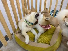 -柴迷FANS CLUB·柴犬狗咖·猫咖