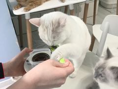 -喵的天空名猫咖啡馆·撸猫·猫舍·用品