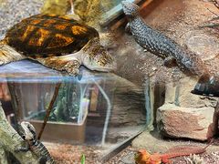 -帕帕拉兹宠物(亚洲旗舰店)