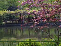 -嘉定紫藤园