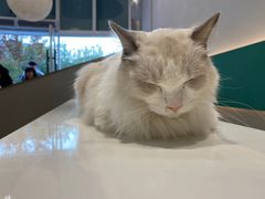 -飞行喵MR PILOT|猫舍·猫咖(静安大融城店)