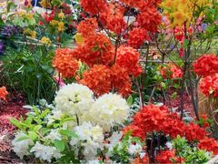 -上海鲜花港