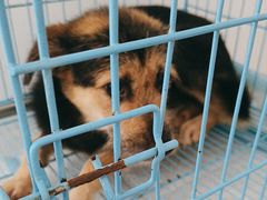 -致善宠物医院(体育路店)