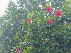 -云溪植物园