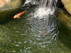 -上海浦东星河湾酒店