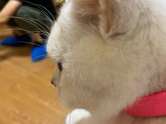 -李小姐の猫咖啡馆(五角场店)