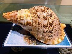 -青岛贝壳博物馆