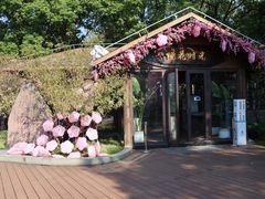 -金鸡湖桃花岛