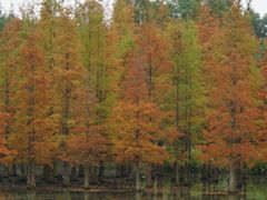 -白鹭湾湿地公园