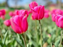 -玄武湖景区-情侣园游乐场