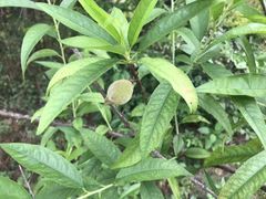 -南国桃园旅游度假区