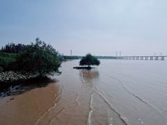 -宝安西湾红树林湿地公园