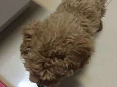 -荣耀金沙动物医院(清江西路店)