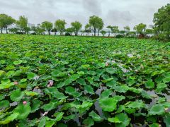 -无锡蠡湖国家湿地公园-蠡园