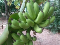 -万源龙顺度假庄园生态观光园