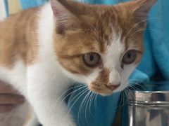 -圣宠动物医院·犬猫专科·影像中心·外科中心
