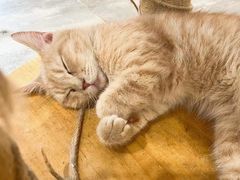 -楼上猫咖(罗湖店)