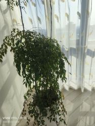 -HEYAN荷妍专业脱毛连锁机构