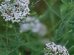 -上海滨江森林公园