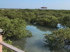 -北海金海湾红树林生态旅游区