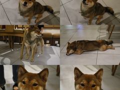 -柴务处·柴犬主题狗咖