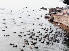 -深圳湾公园(南山区)