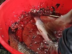 -万州烤鱼江湖菜(圣地阳光店)