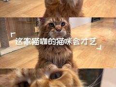 -藏猫猫咖啡主题馆(中央大道店)