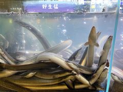-本炙炭烤·蒲烧活鳗料理店(金沙洲店)