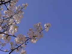 -上海辰山植物园