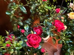 -龙大花卉苗木市场