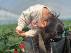 -喜杨洋草莓采摘园