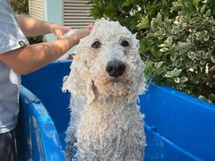 -汪说喵讲宠物乐园宠物酒店(红星美凯龙店)