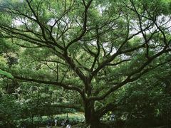 -广州市石门国家森林公园